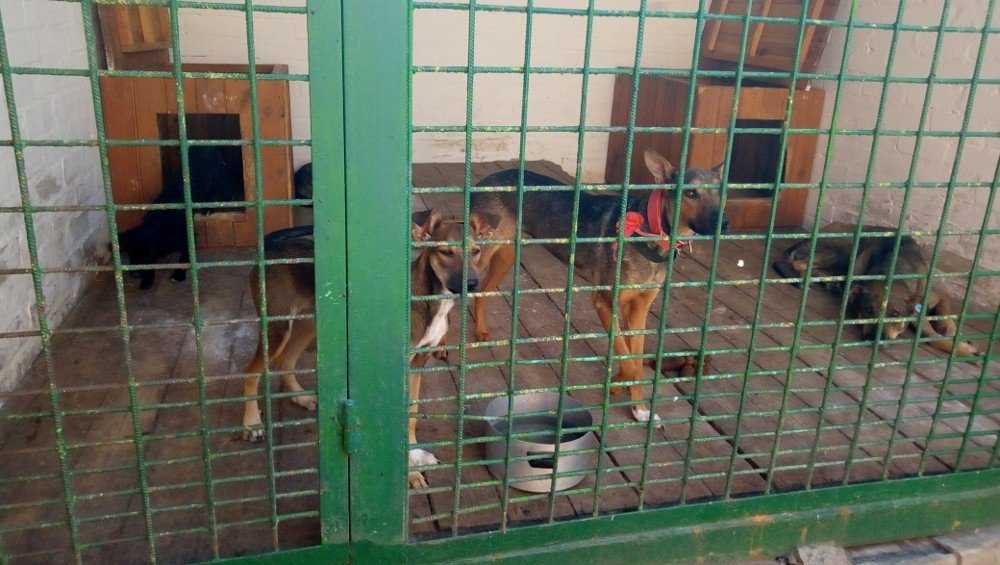 В Володарском районе Брянска построят приют для собак и лошадей
