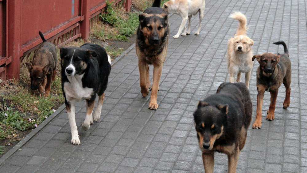 Власти Брянска пообещали отправить бездомных животных с улиц в приют