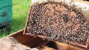 Названа причина отравления пчел в Брянской области