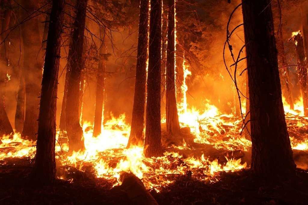 В Брянском районе на 60 сотках леса случился пожар