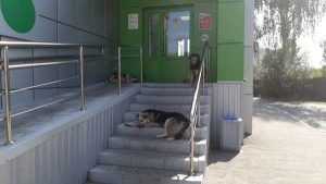В Брянске стая собак захватила магазин «Пятерочка»