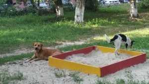 В Брянске бродячие собаки превратили в туалет детские песочницы