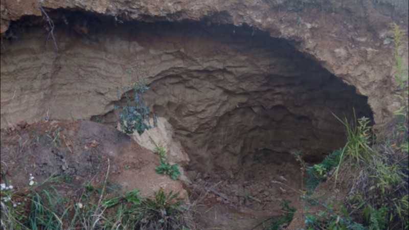 Жители Брянска выкопали всю землю под березами