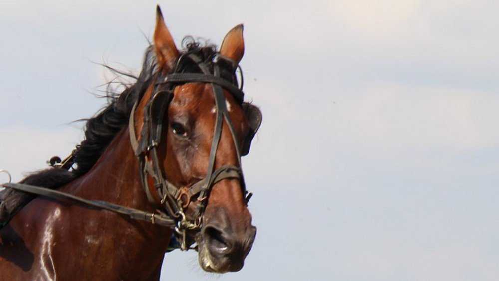 Локотской конезавод объявил аукцион лошадей рысистых пород