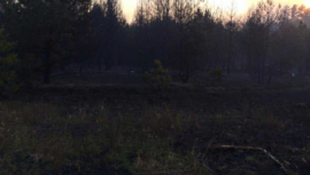 Пожарные за несколько часов потушили горевший клинцовский лес