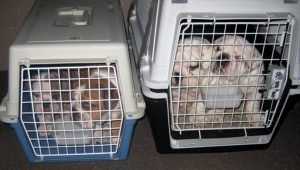 Брянские таможенники обнаружили в молдавском поезде 16 щенков