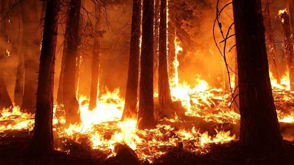 В Брянском районе сгорел участок леса
