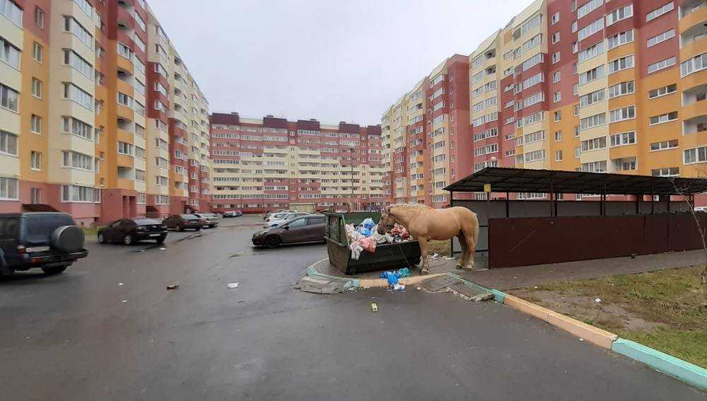 В Бежицком районе Брянска лошадь пообедала из мусорного контейнера