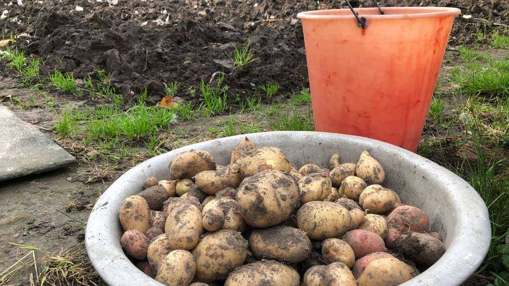 За счет потепления климата брянцы стали получать два урожая картошки