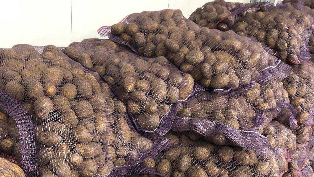 Производство картофеля в Брянской области выросло за 5 лет в 1,6 раза