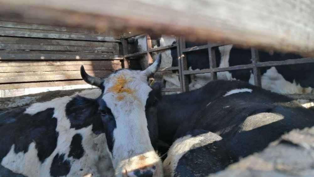 Под Брянском гаишники задержали грузовик с коровами-нелегалами