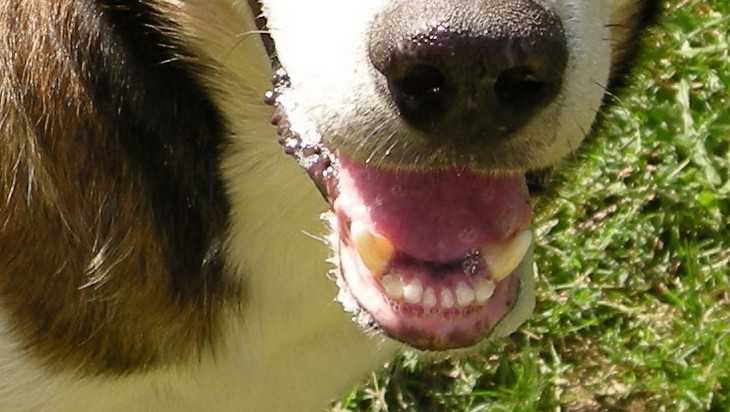 СК расскажет о второй растерзанной собаками брянской женщине