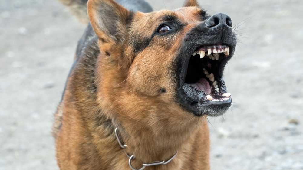 В брянском посёлке собака покусала ребёнка у школы после линейки 1 сентября
