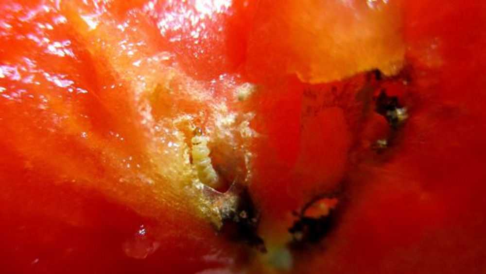 Из Турции в Брянск привезли помидоры с личинками моли
