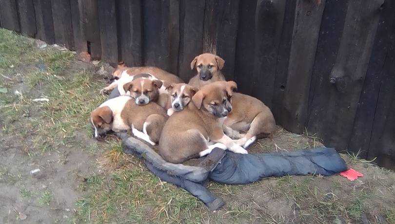 В Брянске возле дач нашли семерых погибающих щенков