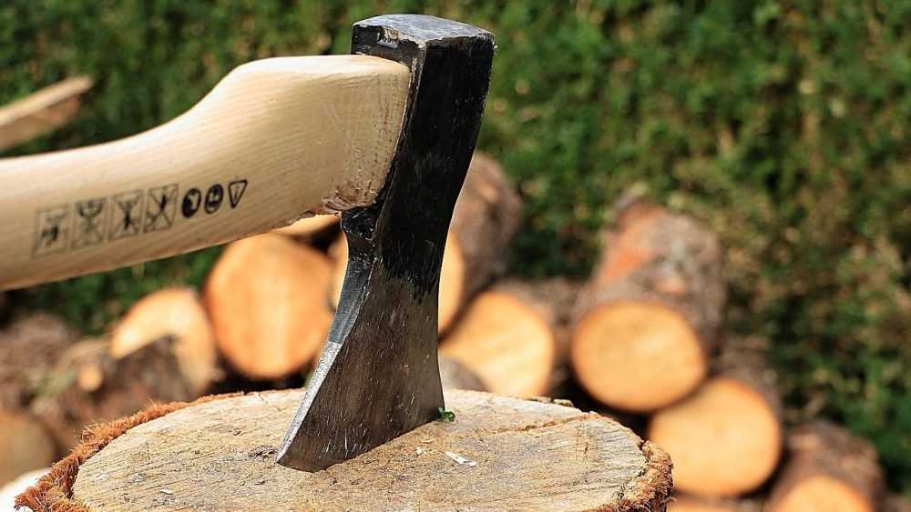 В Брянске арендатора леса накажут за вырубку 198 сосен таинственным дровосеком