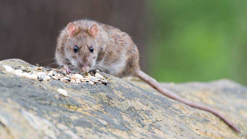 В Брянске испугались нашествия крыс
