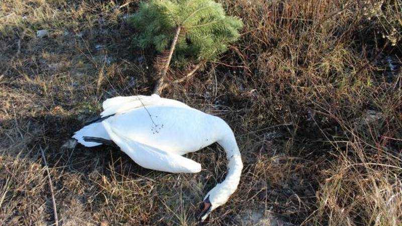 В Суземке погиб лебедь с переломанной шеей