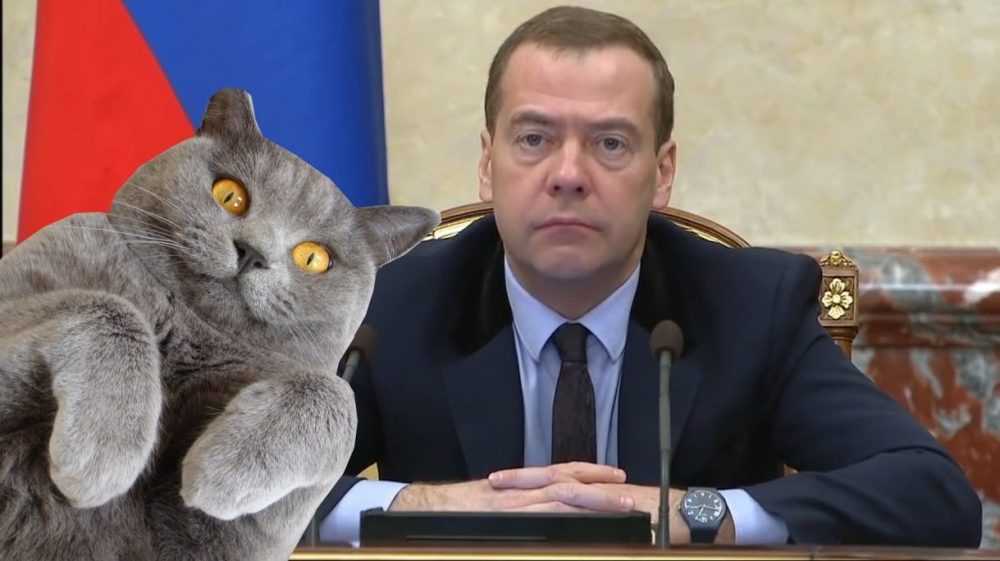 Медведев позаботился о котах