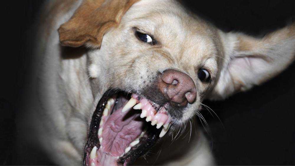 В Трубчевске Брянской области свора агрессивных псов напала на ребёнка