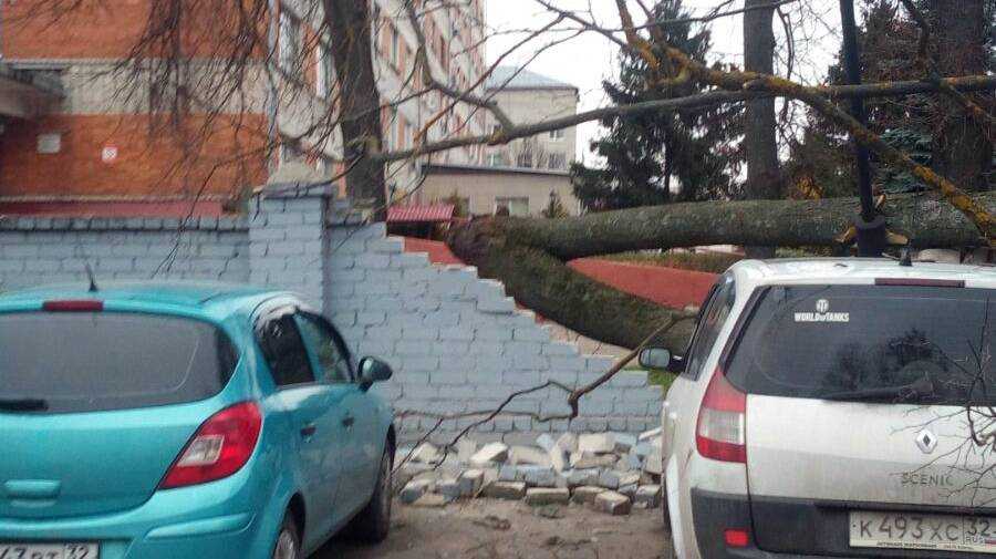 В Брянске возле больницы на легковушку рухнуло дерево