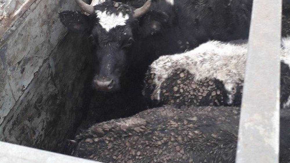 В Брянской области задержали фуру с 50 бычками-нелегалами из Белоруссии