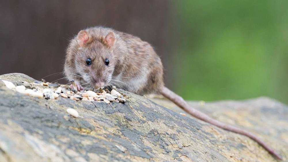 Возле «Линии» в Брянске детскую площадку захватили крысы