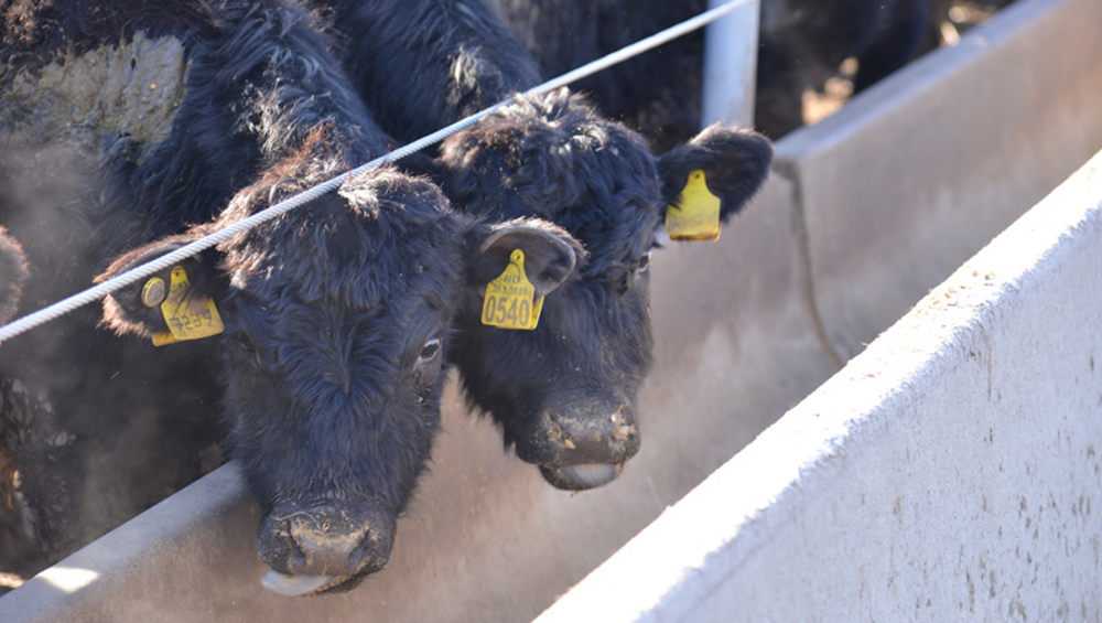 Троих бывших работников брянской агрофирмы осудили за махинации со скотом