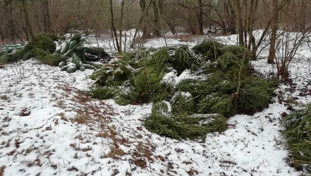 В Брянске нашли еще два кладбища новогодних елок