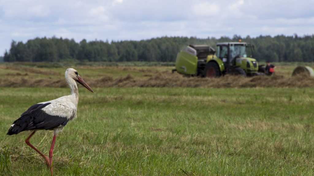 «Мираторг» увеличит посевные площади на 10 % до 660 тысяч га в рамках межрегионального проекта мясного скотоводства в 2020 году