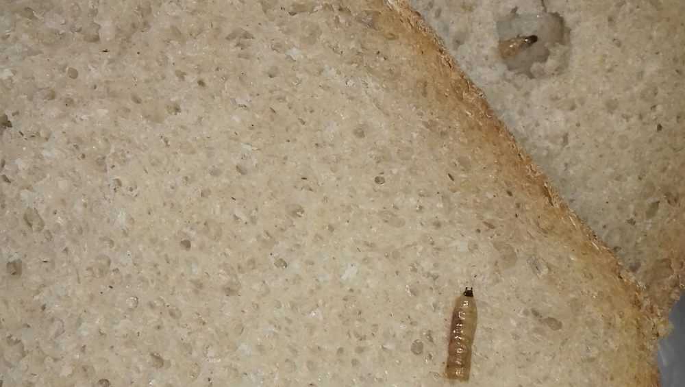 Брянец обнаружил червячков в купленном хлебе