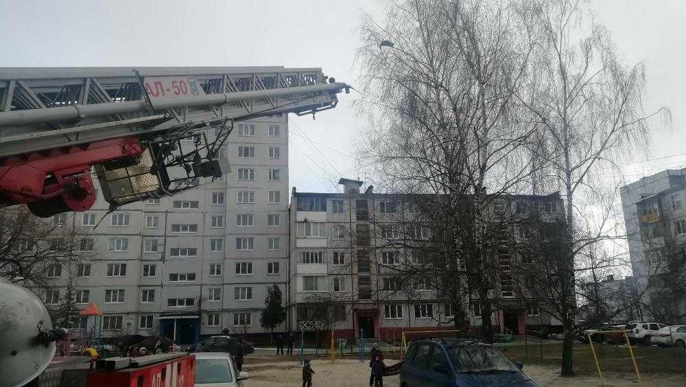 Пожарные в Брянске сняли кота с высокой березы