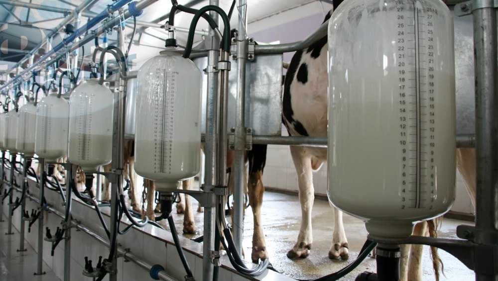 Производство молока в Брянской области увеличилось