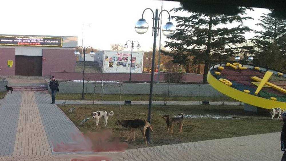 В Брянске бродячие собаки опять напугали прохожих на набережной