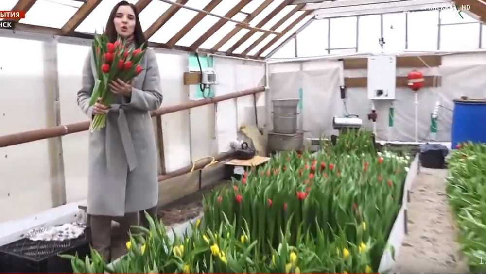 В теплицах Брянска начали срезать первые тюльпаны к 8 марта