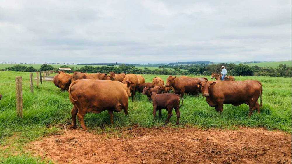 Брянские ковбои побывали на мировой арене родео в Бразилии