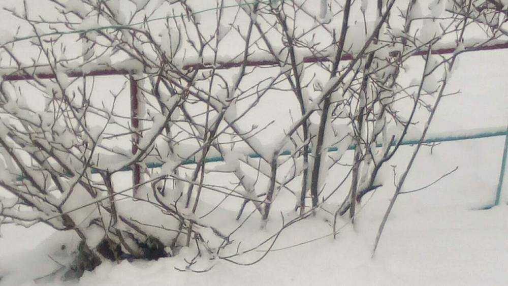 В юго-западных районах Брянской области выпал снег