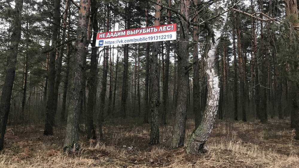 Жители Брянска попросят губернатора спасти от вырубки лес у «Соснового бора»