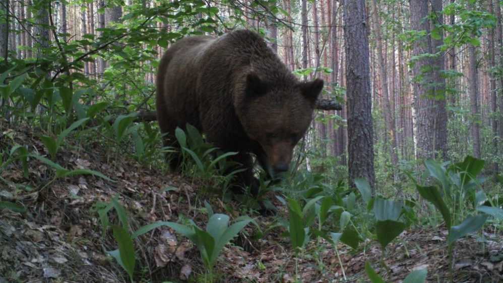 Брянский заповедник опубликовал снимок медведя в ландышах