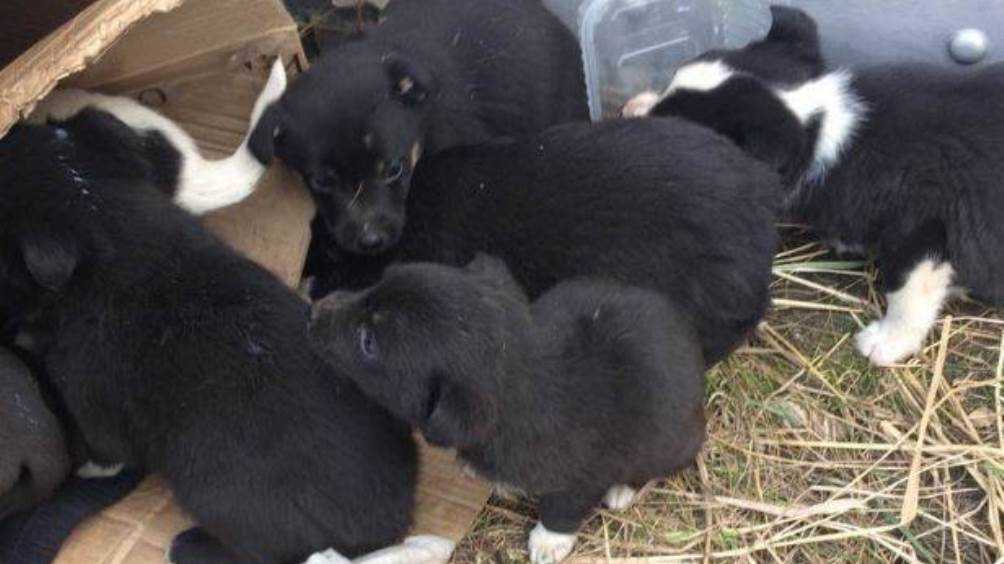 Житель Карачева выбросил на улицу коробку с 9 щенками