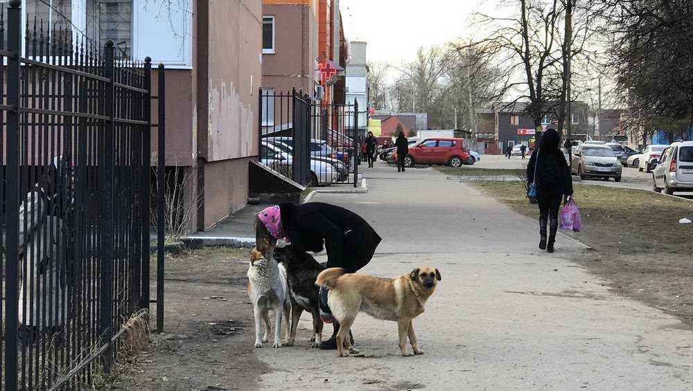 В Брянске девушка завела обычай целовать бродячих собак в носы