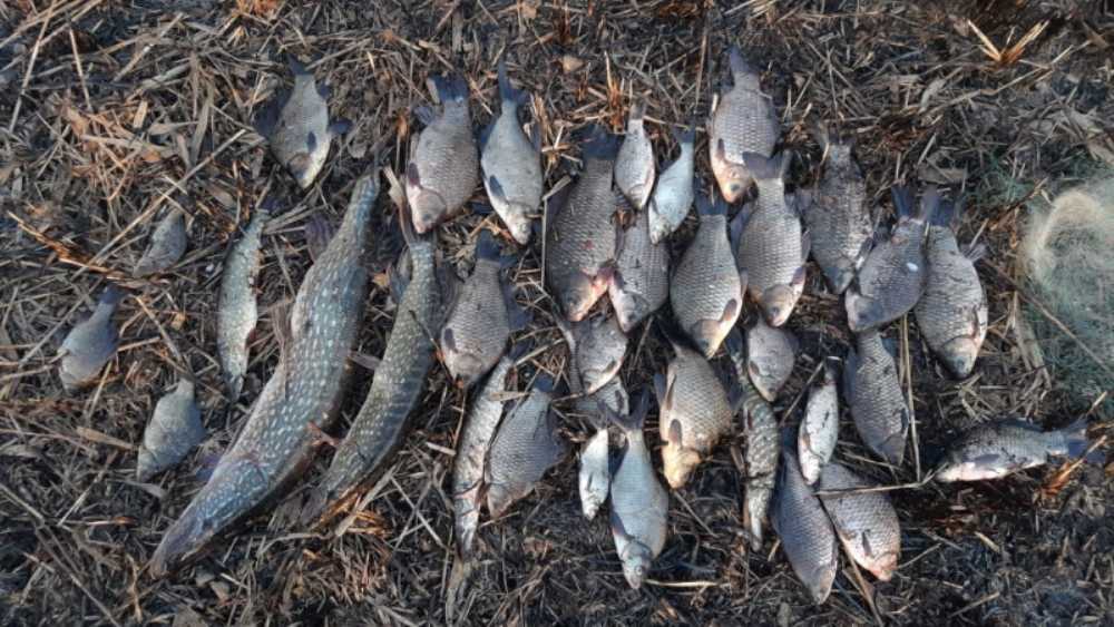 В Брянской области против браконьеров завели 17 уголовных дел