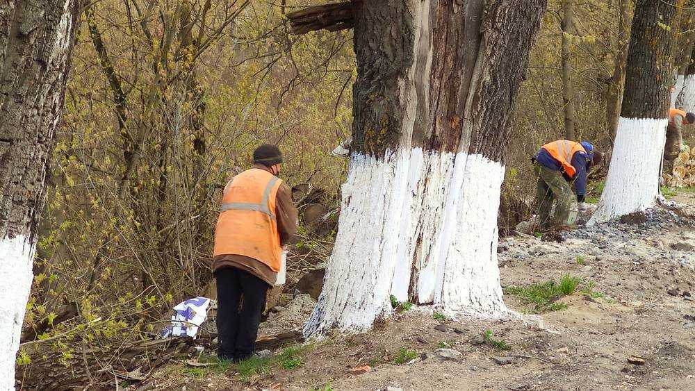 Жителей Брянска удивила забота о трухлявых деревьях