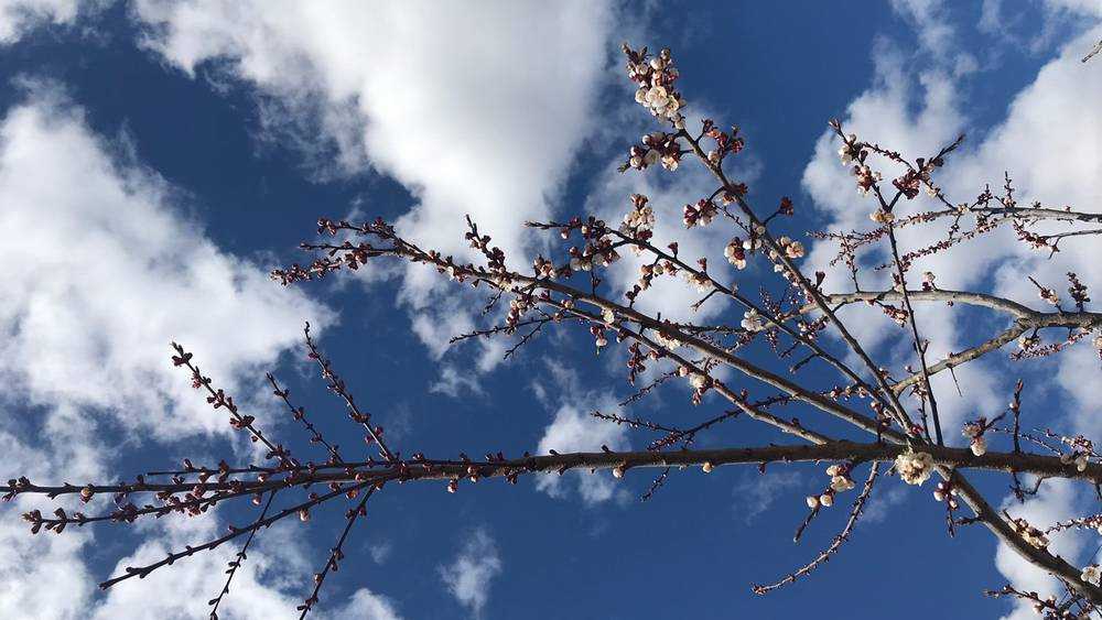 В Брянской области почти на месяц раньше срока зацвели абрикосы