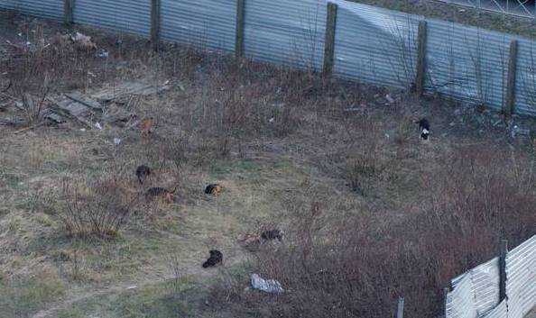 Опустевший Брянск захватили стаи бездомных собак