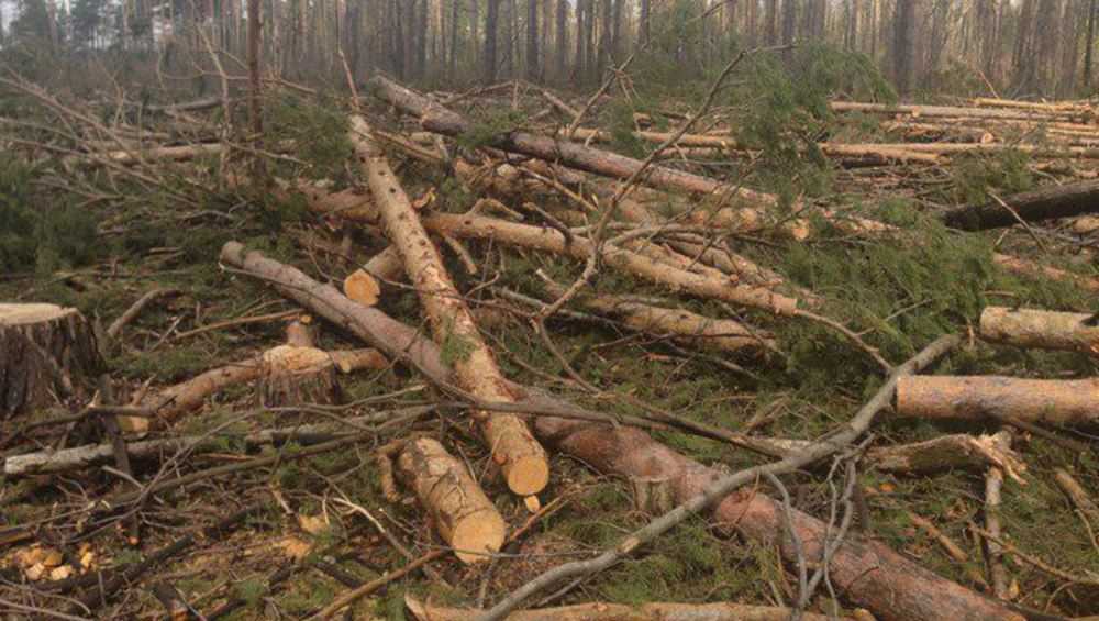 Житель Жуковки выдумал пожар ради получения леса на постройку дома