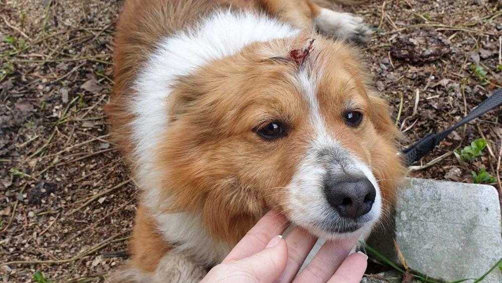 В Брянске собаку ранили в голову пулями из малокалиберного оружия