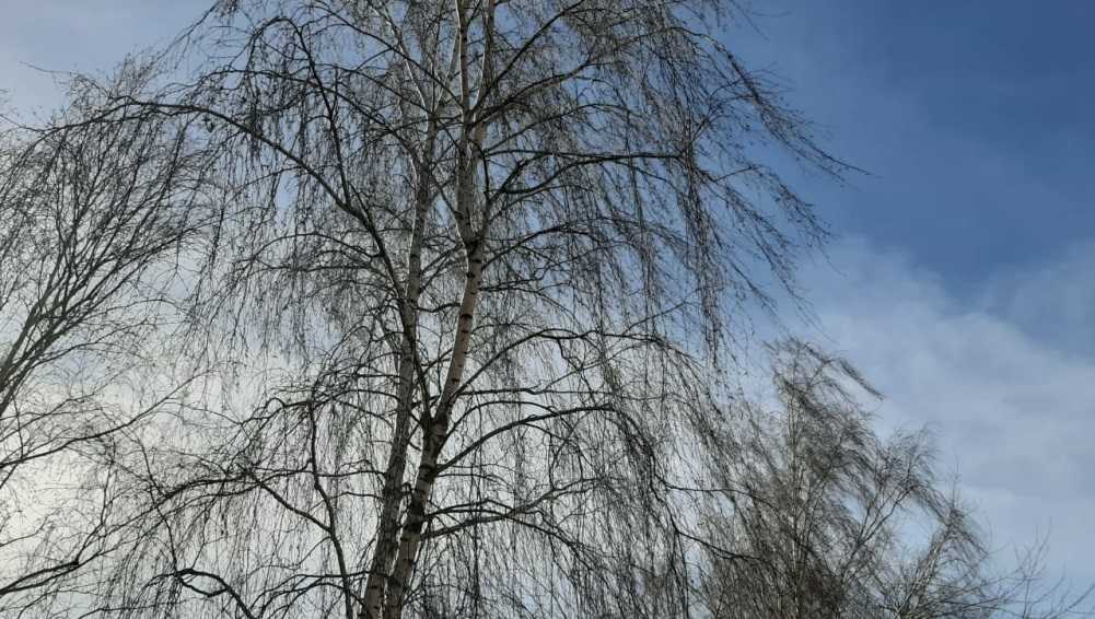 В Брянской области ураган оставил Новозыбков без света и повалил деревья