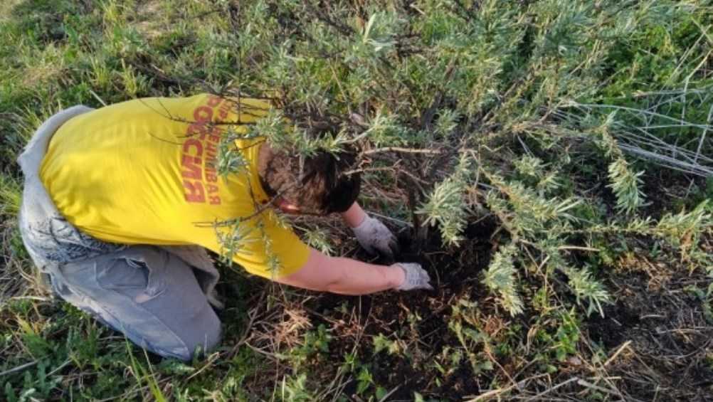 В Брянском районе активисты «Справедливой России» посадили 100 деревьев