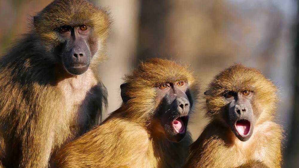 Из-за оспы обезьян запретили ввоз приматов и грызунов в Брянскую область